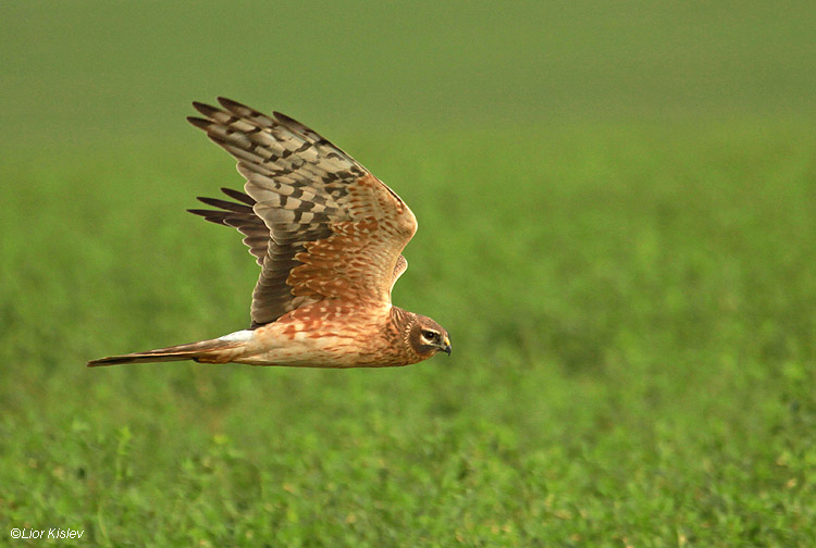        Palid Harrier Circus macrourus  Beit Shean valley 22-12-10  Lior Kislev                         